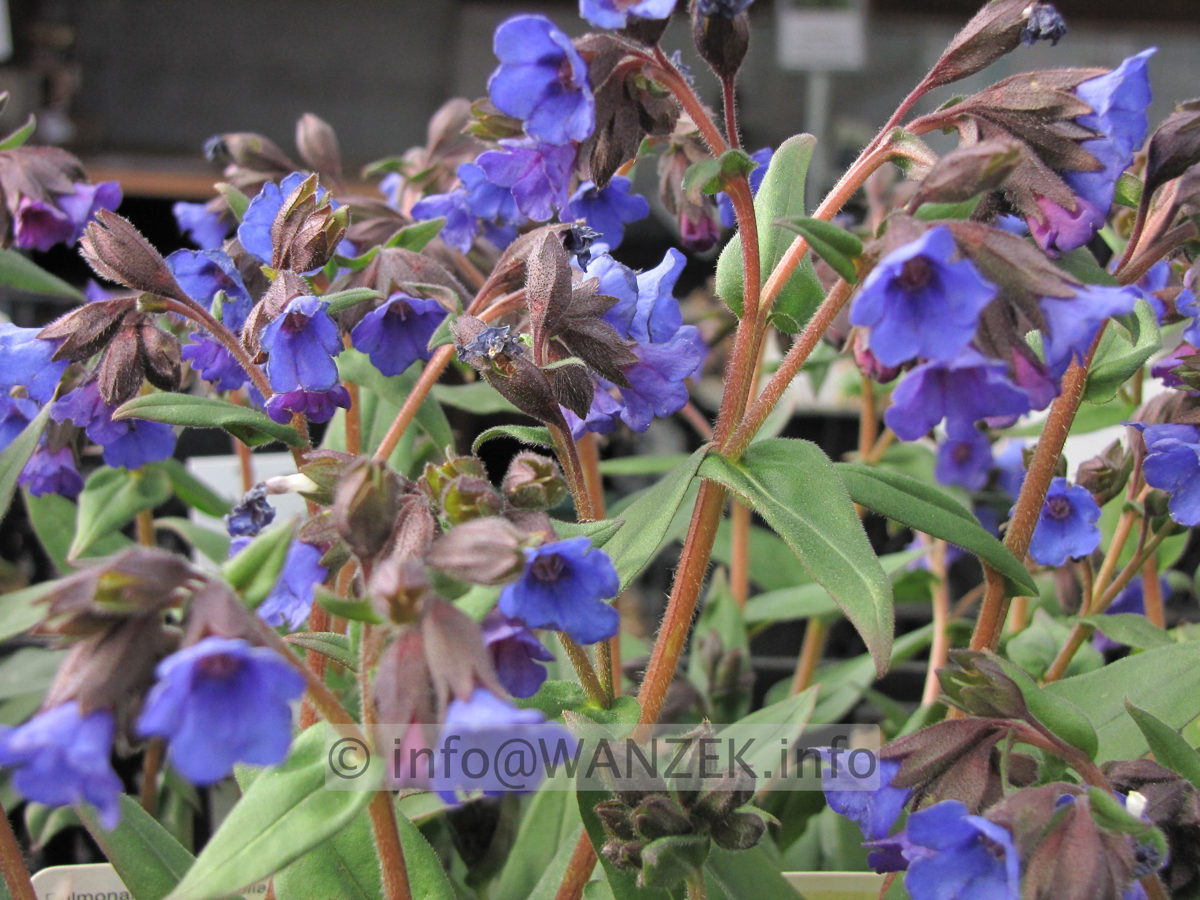 Pulmonaria angustifolia Blue Ensign 01.JPG